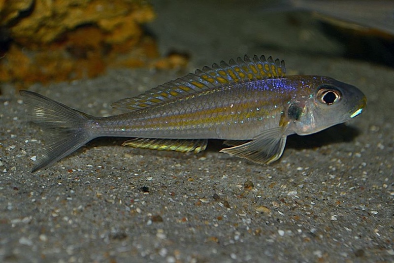 Xenotilapia sp. 'bathyphilus yellow' Isanga Bay